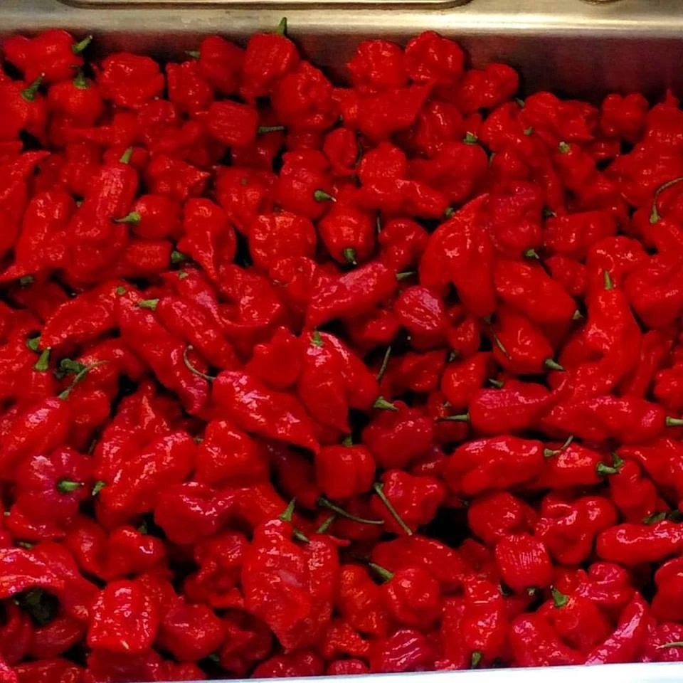 FRED HOT Jeapers Reapers Carolina Reaper salsa picante ex mundos pimienta más caliente Foto 2 de 2