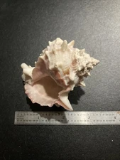 murex sea shell Approximately 3 Inches Long