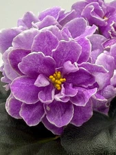 African Violet Alen-Paperovi Kvity Big Starter Plant in Bloom STD