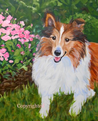 Sheltie Pet Portrait Oil Painting Shetland Sheepdog Artist Robin