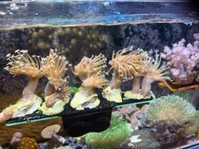 2 Crown Cap OG White Weeping Willow Toadstool Leather Soft Coral