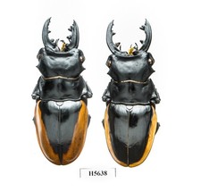 BEETLE, INSECT -H5638. Lucanidae: Odontolabis cuvera ssp. 2M - 69MM, VIETNAM