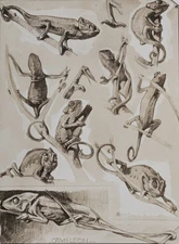 Mathurin Meheut: The Chameleon, Signed Lithograph, 1911