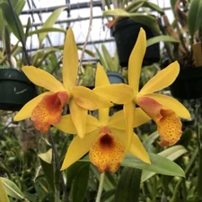SPRINGWATER BRASSAVOLA BREEDING ORCHID HYBRID Golden tang x nodosa sdg!