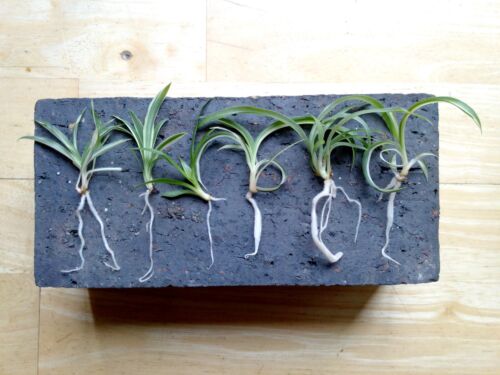Variegated Curly Bonnie Spider Plant Baby with root - air purifying - Picture 1 of 2