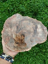 Bois Fossile Forme Plaque/Tranche Pierre Naturelle 