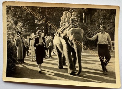 orig. Foto Berlin Kinder Zoo Tierpark um 1960 Elefant 