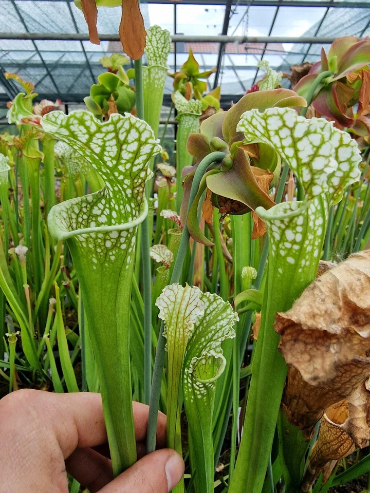Sarracenia × areolata "Fegatone" × S. leucophylla HCW,fleischfressende Pflanzen - Bild 1 von 1