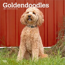 BrownTrout,  Goldendoodles 2026 Wall Calendar, 12'' X 12'', 16-Month Calendar wi