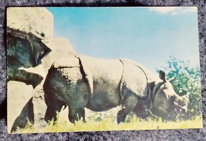 💥Post Card Chicago's New Zoo At Brookfield-Great Indian Rhinos 