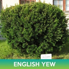English Yew Tree Seeds, Common Yew, Taxus baccata