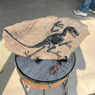 TOP! simulated Jurassic Cretaceous dinosaur skeletal fossil specimens 2.2LB — photo 9