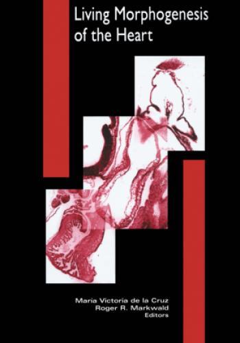 Thumbnail - Living Morphogenesis Of The Heart 2081
