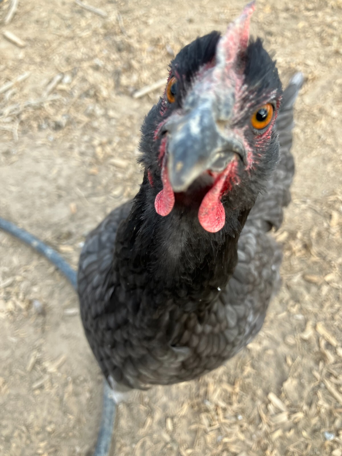 6 fertile barnyard mix hatching eggs (Salmon Faverolle + Sapphire Gem