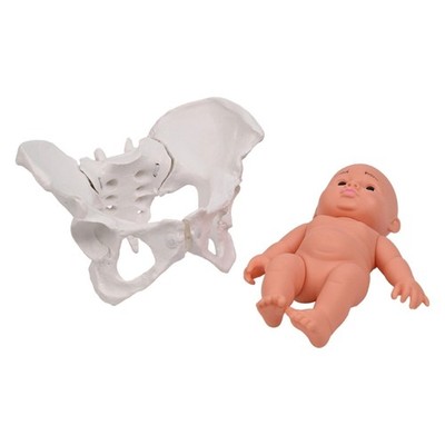 Female Pelvis Model with Baby Midwifery Teaching Model for Educational