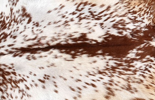 New Goat hide Rug Hair on Area rug Size 36"x24" Animal Leather Goat Skin G-438 - Picture 2 of 3