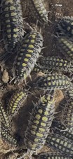 15 Porcellio haasi High Yellow Isopods