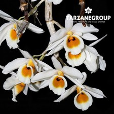DENDROBIUM BENSONIAE ORCHID SPECIES MOUNTED PLANT
