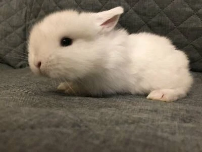 baby rabbits for sale gumtree