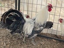 8+ Silver Deathlayer hatching eggs