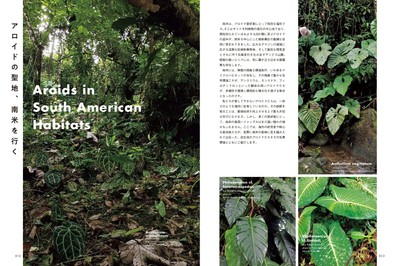 Aroid Addicts Tropical Plant Guide Discover Japan's Exotic