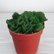 Succulent Plant - Euphorbia Flanaganii Cristata - Live Plants In 4" Pot