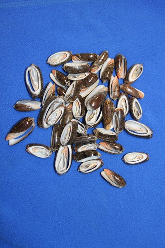 OLIVE RETICUATA - Sliced Seashells, Craft Supply, Greeting Card Supply CS_79 - Picture 4 of 10
