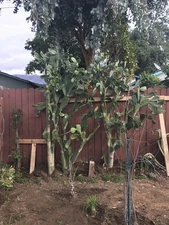 Opuntia Cochenillifera (cochineal cactus, Hummingbird Opuntia ) 20 pads 4.5-8”