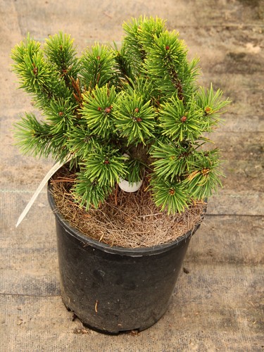 Pinus mugo 'Laarheide' - Mugo Pine *Live Plant - Picture 7 of 8