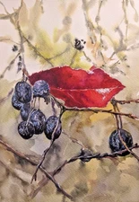 Autumn Blue Berries American Viburnum Watercolor Painting Hawthorn Fall rArt A4