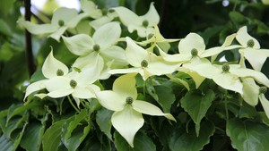 木kousa 茱萸 中国茱萸 鹿龟酒kousa 木 30 粒种子 Ebay