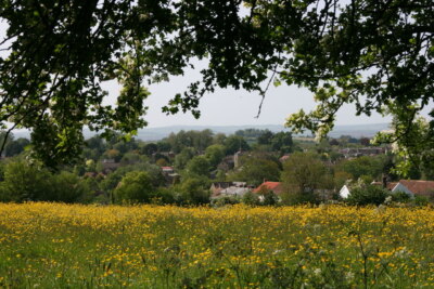 Photo 6x4 Meadow above Kibbear Taunton/ST2324 Buttercups and may blossom c2009