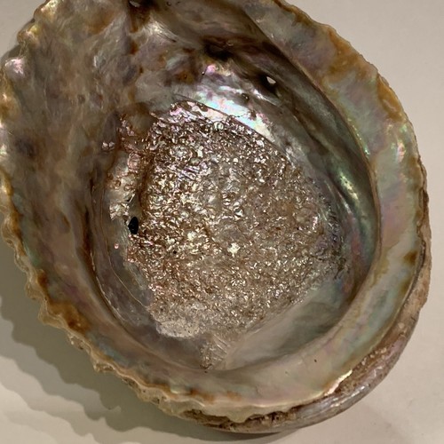 Natural Abalone Mother of Pearl Seashell Haliotis Pacific Ocean 6” - Picture 4 of 14