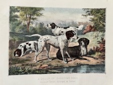 Antiker Druck Zeiger Setter Spaniels um 1880 schießende Hunde Gravur Jagd