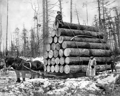 Lumberjacks Hauling Load of Logs - 1908 Vintage Photo Print Horses Loggers Snow