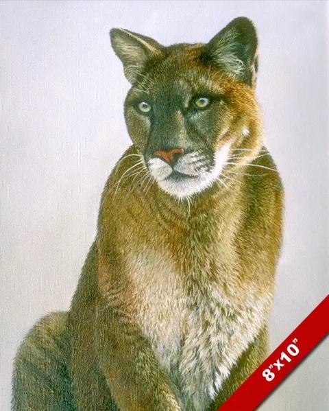 WILD MOUNTAIN LION COUGAR PUMA BIG CAT ANIMAL PAINTING ART REAL