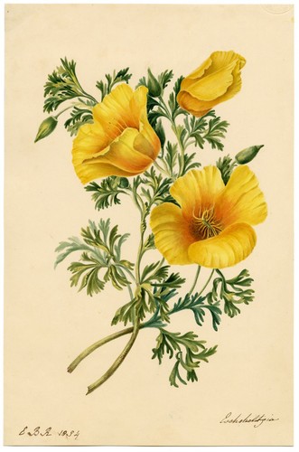 E.B.R., California Poppy (Eschscholzia) Flower – 1834 watercolour painting - Picture 2 of 3