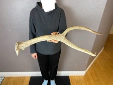 Elk Spike Antler Shed WILD IDAHO Horns Decor Knife Handle Crafts 2pt