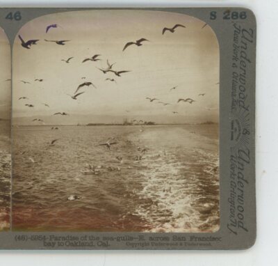 Paradise of Sea Gulls San Francisco CA California Underwood Stereoview