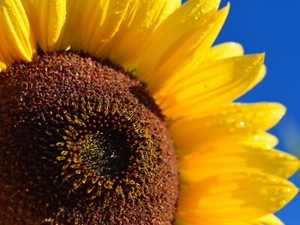 Skyscraper Sunflowers - Seeds - Organic - Non Gmo - Heirloom Seeds – Flower Seed