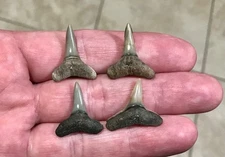 BEAUTIFUL & GRANDLY SIZED -S.W.FLORIDA LAND FIND- LEMON SHARK SHARKTOOTH FOSSILS