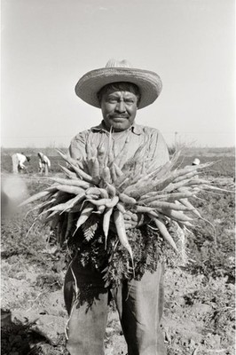 Carrot worker, Edinburg, Texas, Farm Security Administration, February 1939, 1