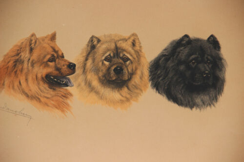 Antique LEON DANCHIN Engraving with chow chow dogs Signed hand coloured - Picture 3 of 5