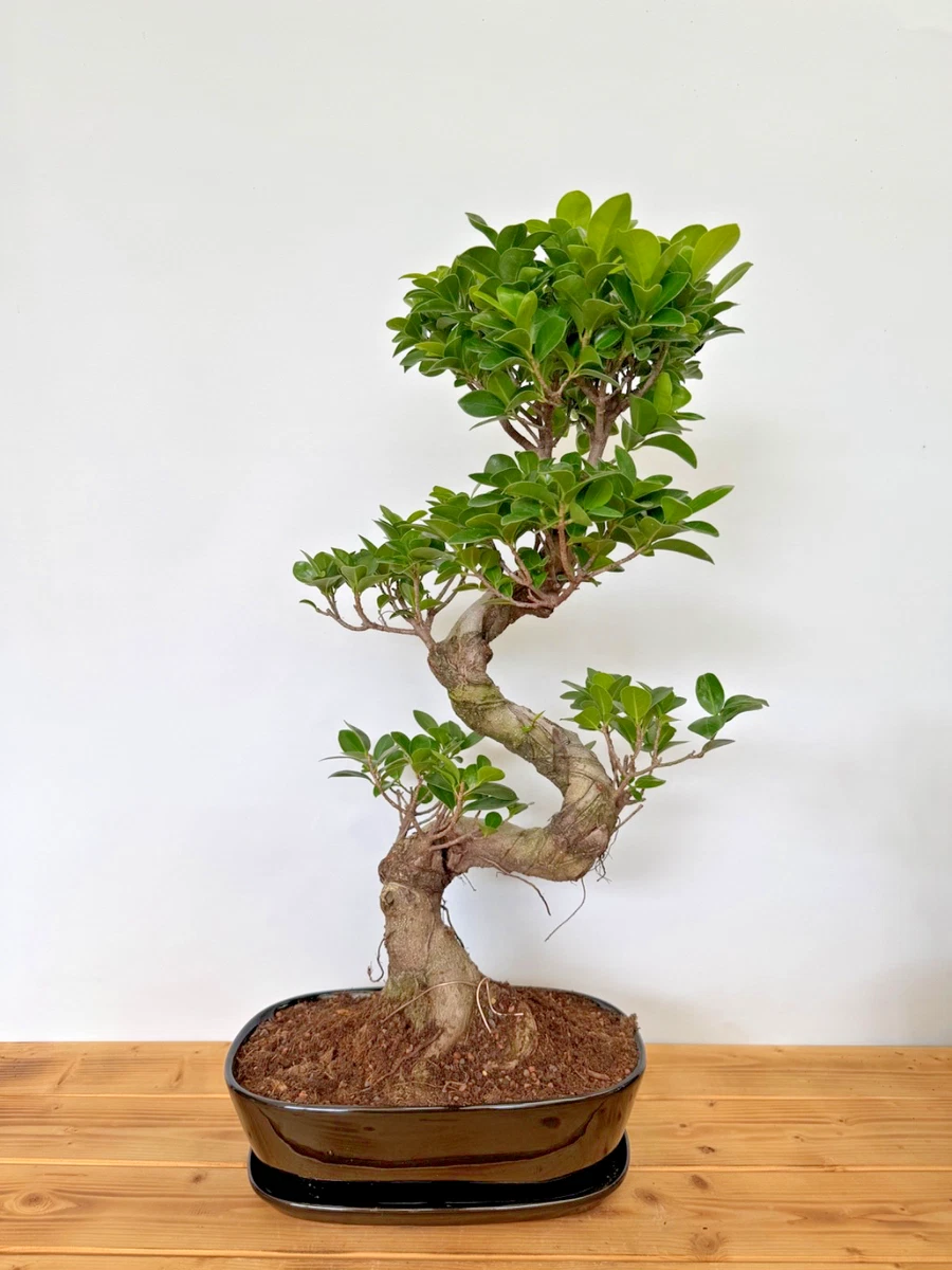 zitrone bonsai Lisbon Lemon Bonsai Starter Kit – B for Bonsai