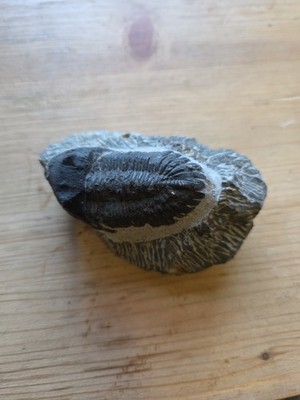 Echtes Trilobitenfossil - Paläozoikum - ca. 9,5 cm - Auf Matrix