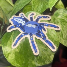Peacock Tarantula Sticker: Waterproof Dishwasher Safe Vinyl Decal