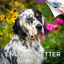 English Setter Dog Breed Calendar 2026 FULL SIZE 12x24 Made in USA