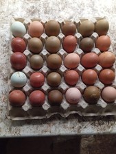 24 uova feconde,Olivegger Marans e Amrock