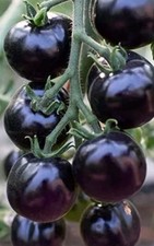 TOMATO 9 SEEDS BLACK INDIGO ROSE RARE HEIRLOOM NON GMO