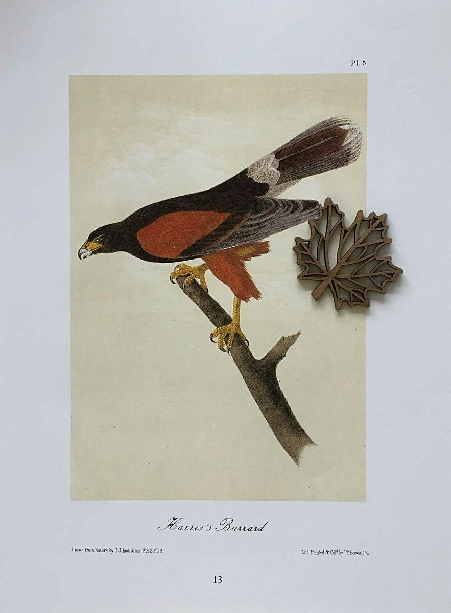 Avian Raptors Poster - the Birds of Prey: Hawk, Eagle, Buzzard, Falcon and more.